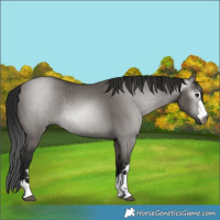 Horse Color:Gray Grullo 