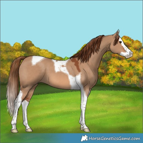 Horse Color:Red Dun Splash Tobiano