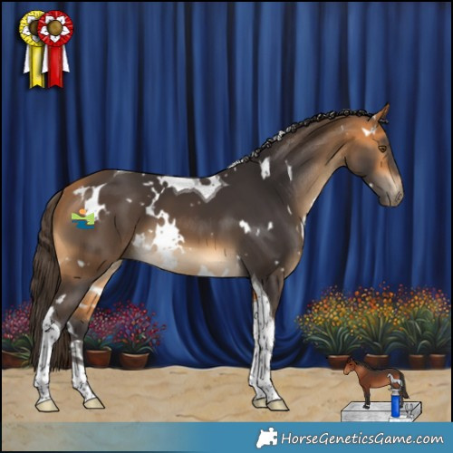 Horse Color:White Spotted Buckskin Tobiano