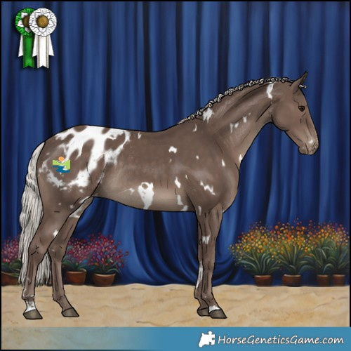 Horse Color:White Spotted Silver Black Appaloosa Rabicano