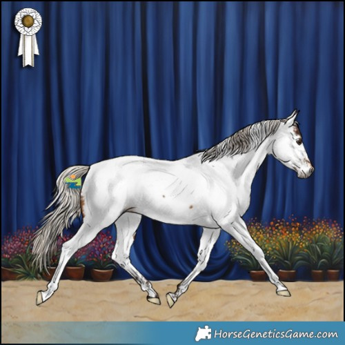 Horse Color:Gray White Spotted Silver Bay Appaloosa 