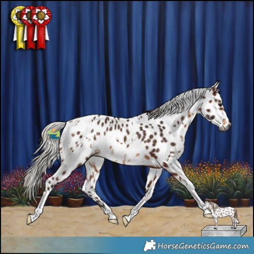 Horse Color:Gray White Spotted Silver Bay Appaloosa Rabicano