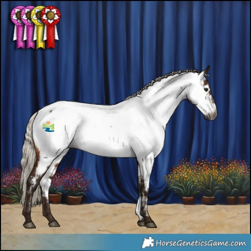 Horse Color:Gray White Spotted Silver Brown Appaloosa 