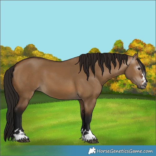 Horse Color:Gray Bay Dun 