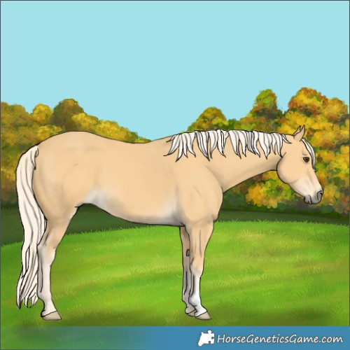Horse Color:Palomino 