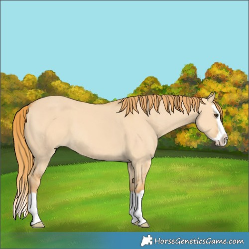Horse Color:Red Dun Splash