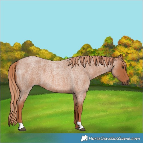 Horse Color:Red Roan