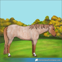 Horse Color:Red Roan 