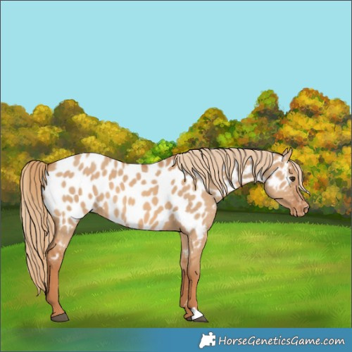 Horse Color:Red Dun Near Leopard 