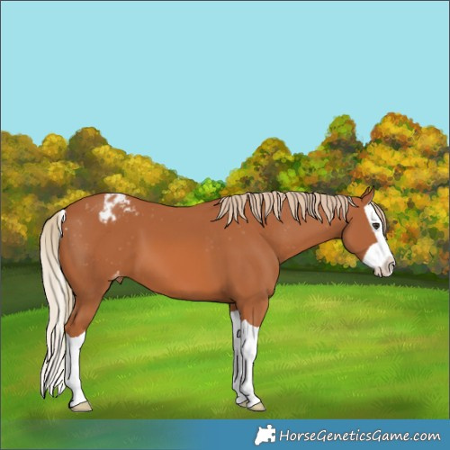 Horse Color:Chestnut Splash Varnish