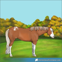 Horse Color:Chestnut Splash Varnish