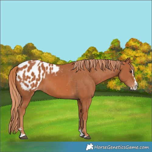 Horse Color:Chestnut Splash Blanket