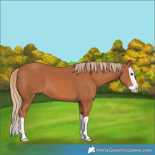 Horse Color:Chestnut Splash