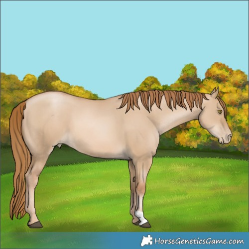 Horse Color:Red Dun Pearl 