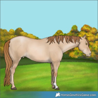 Horse Color:Red Dun Pearl 
