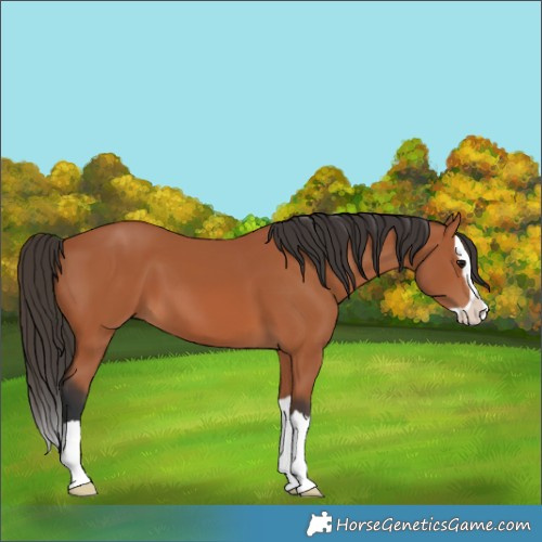 Horse Color:Bay Splash