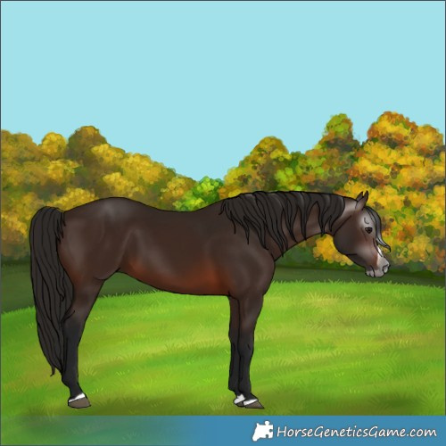 Horse Color:Gray Bay Splash 