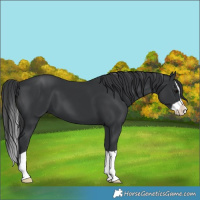 Horse Color:Black Splash 