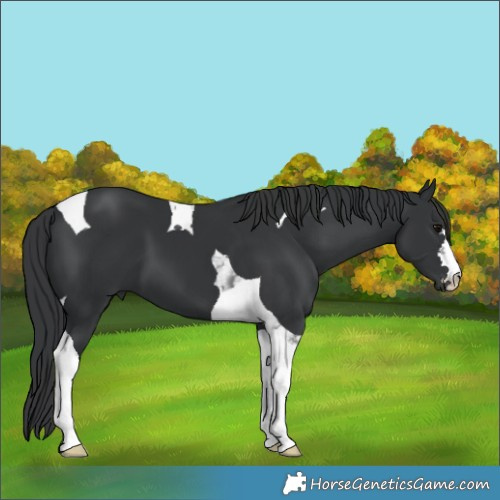 Horse Color:Black Tobiano 