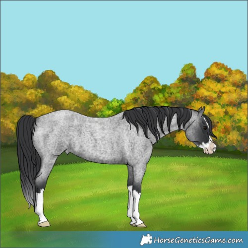 Horse Color:Blue Roan Splash