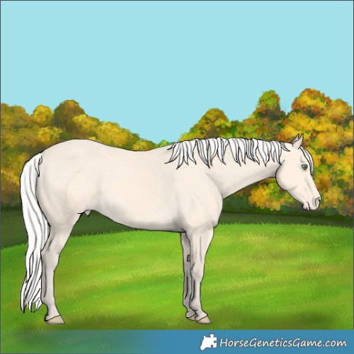 Horse Color:Silver Amber Cream Champagne Varnish