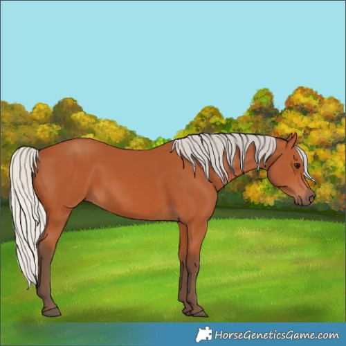 Horse Color:Silver Bay 