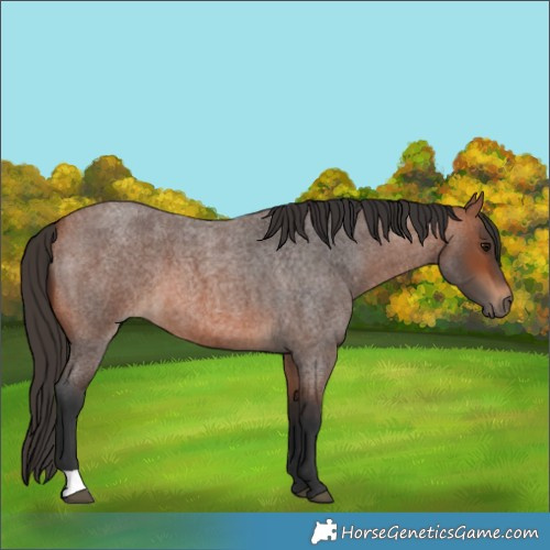 Horse Color:Bay Roan 