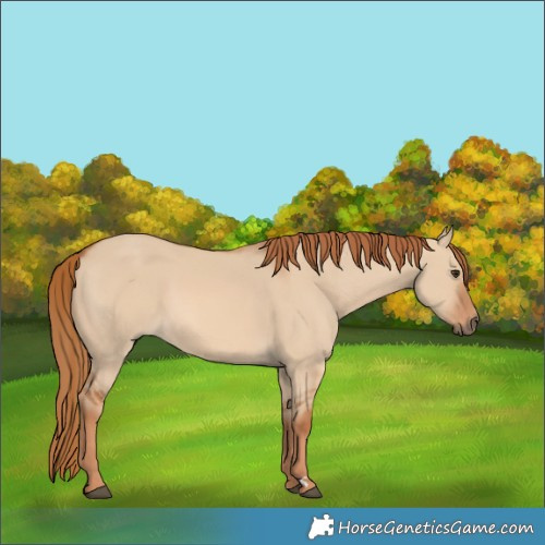 Horse Color:Red Dun