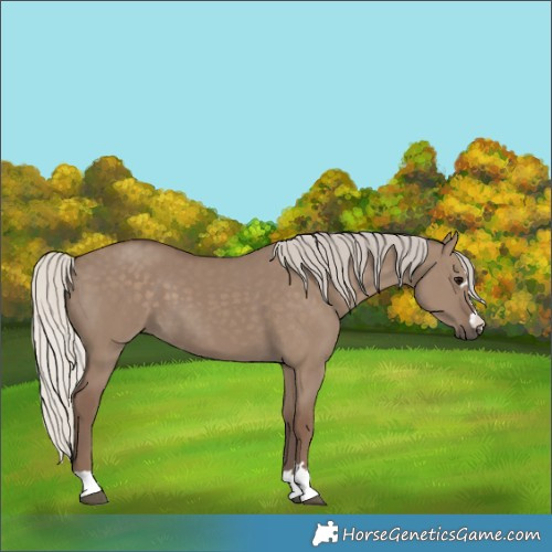 Horse Color:Silver Grullo 