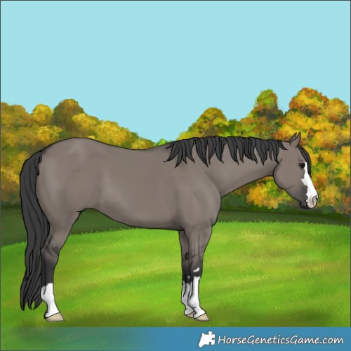 Horse Color:Grullo