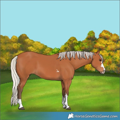 Horse Color:Silver Bay 