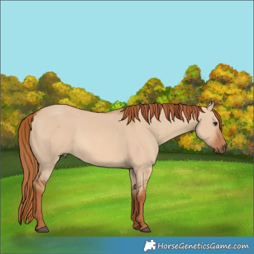 Horse Color:Red Dun 