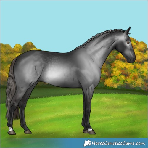 Horse Color:Gray Liver Chestnut 