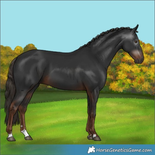 Horse Color:Gray Liver Chestnut 
