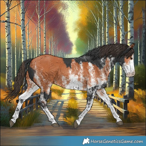 Horse Color:Black Sabino Rabicano and White Spotted Bay Rabicano