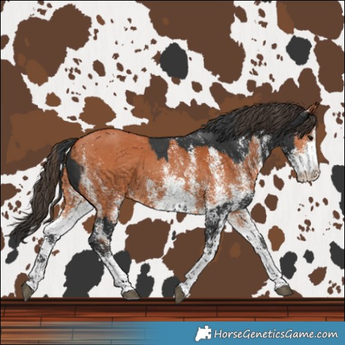 Horse Color:Black Sabino Rabicano and White Spotted Bay Rabicano