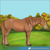 Horse Color:Chestnut Splash