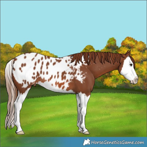 Horse Color:Chestnut Splash Blanket 