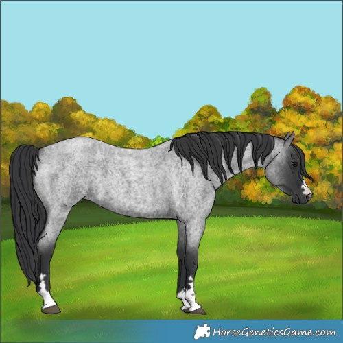 Horse Color:Blue Roan 