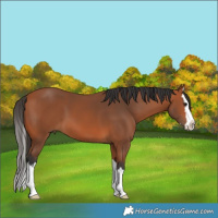 Horse Color:Bay Splash