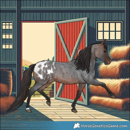 Horse Color:Bay Roan Appaloosa 