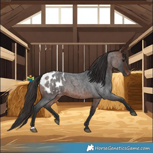 Horse Color:Bay Roan Blanket