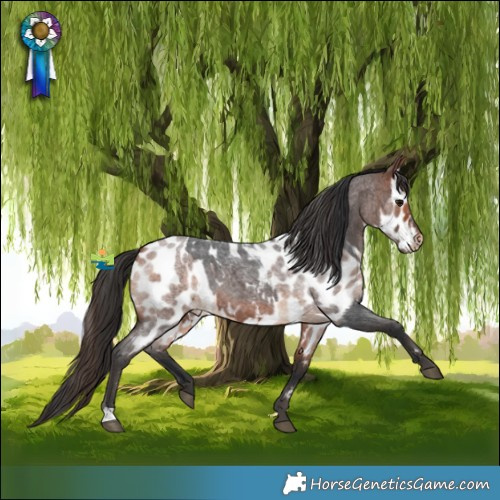 Horse Color:Bay Roan Appaloosa and Bay Roan Appaloosa