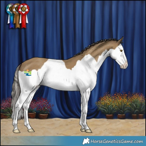 Horse Color:Classic Cream Champagne Splash 