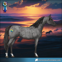 Horse Color:Smoky Blue Roan 