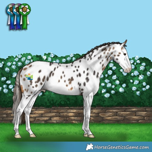 Horse Color:Buckskin Splash Appaloosa