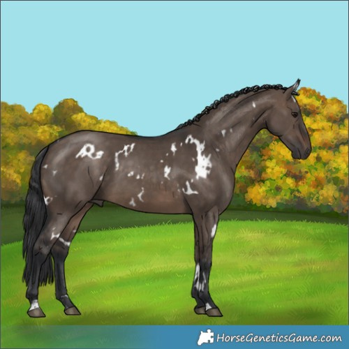 Horse Color:White Spotted Brown Dun 