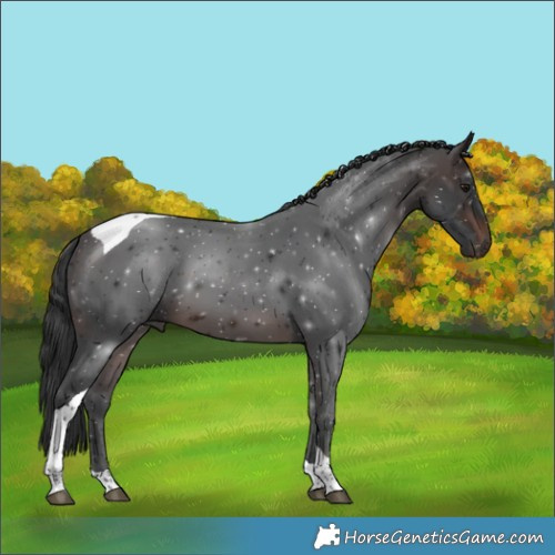 Horse Color:Brown Tobiano