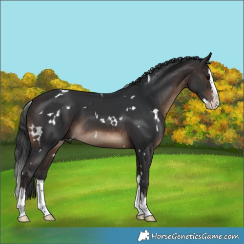 Horse Color:White Spotted Brown Splash 