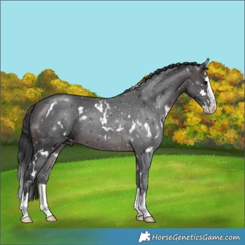 Horse Color:White Spotted Brown Splash